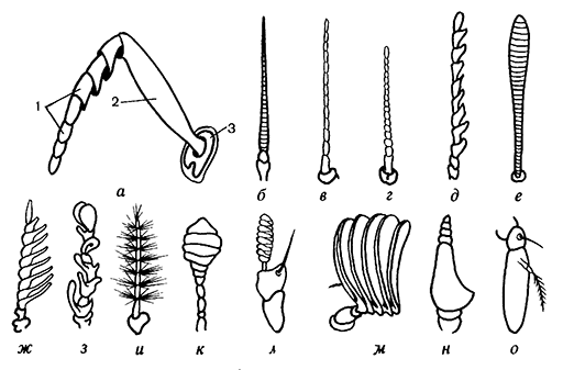 Антенны насекомых