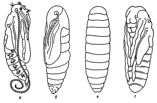Типы куколок насекомых