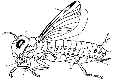 Строение и тагмозис насекомых