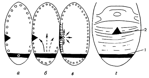 Роль центров активации (1) и дифференциации (2) в раннем эмбриогенезе насекомых