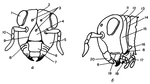 Эпикраниум насекомого спереди (а) и сбоку (б)