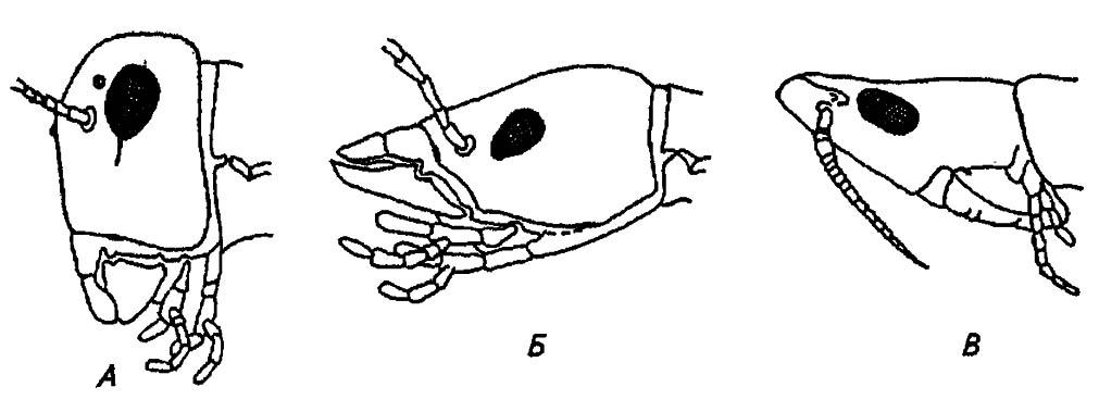 Рисунок 10. Различные типы постановки головы у насекомых (по Шванвичу, 1949)