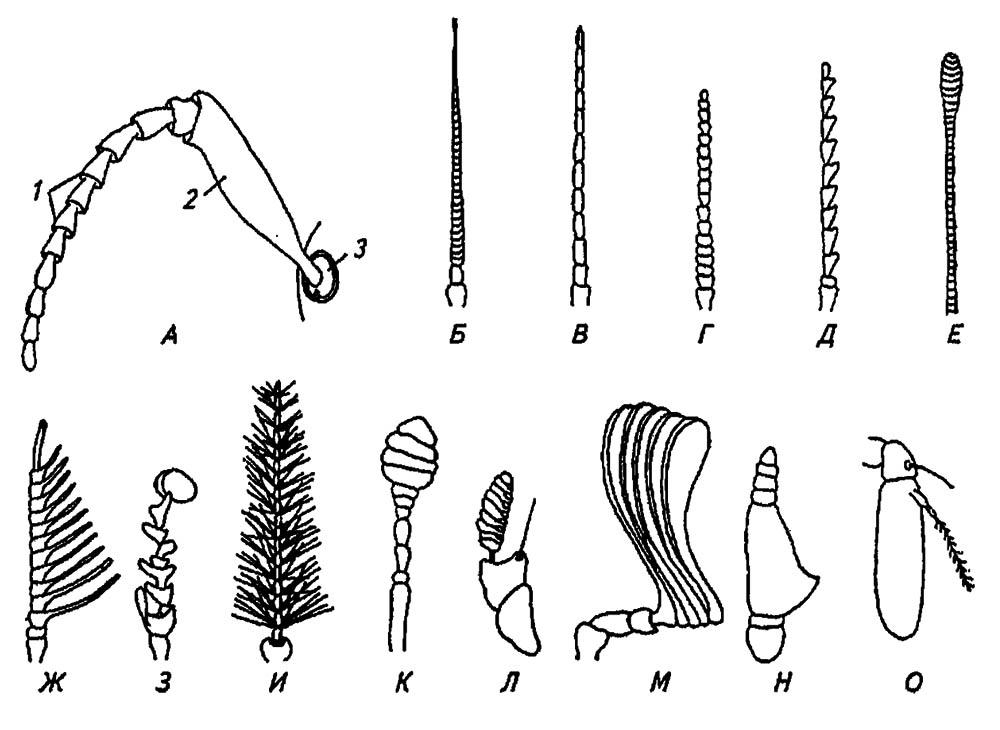 Рисунок 11. Антенны насекомых