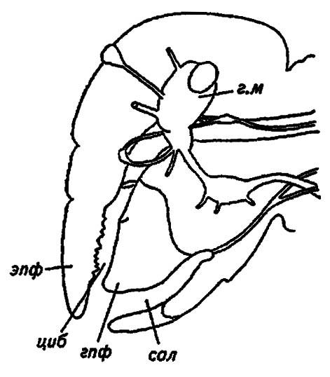 Рисунок 12. Голова насекомого в разрезе (по Шванвичу, 1949)