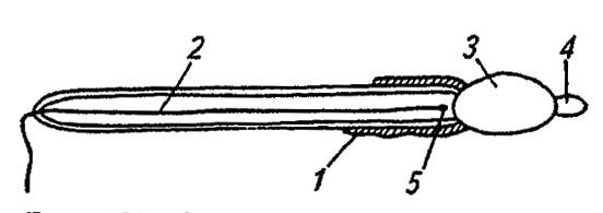 Рисунок 132. Строение сперматозоида (по Romoser, 1981)