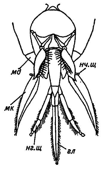Рисунок 14. Грызуще-лижущий ротовой аппарат перепончатокрылых (по Gillot, 1980)