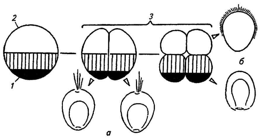 Рисунок 143. Проявления анимально-вегетативной полярности яйца кольчатых червей