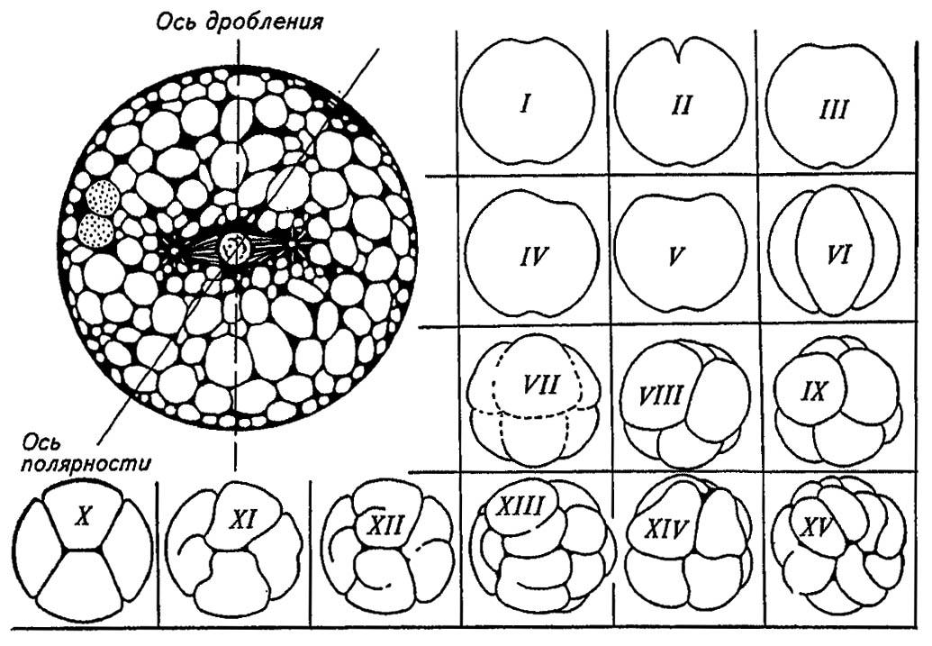 Рисунок 146. Строение и последовательные стадии дробления (I–XV) яйца ногохвосток