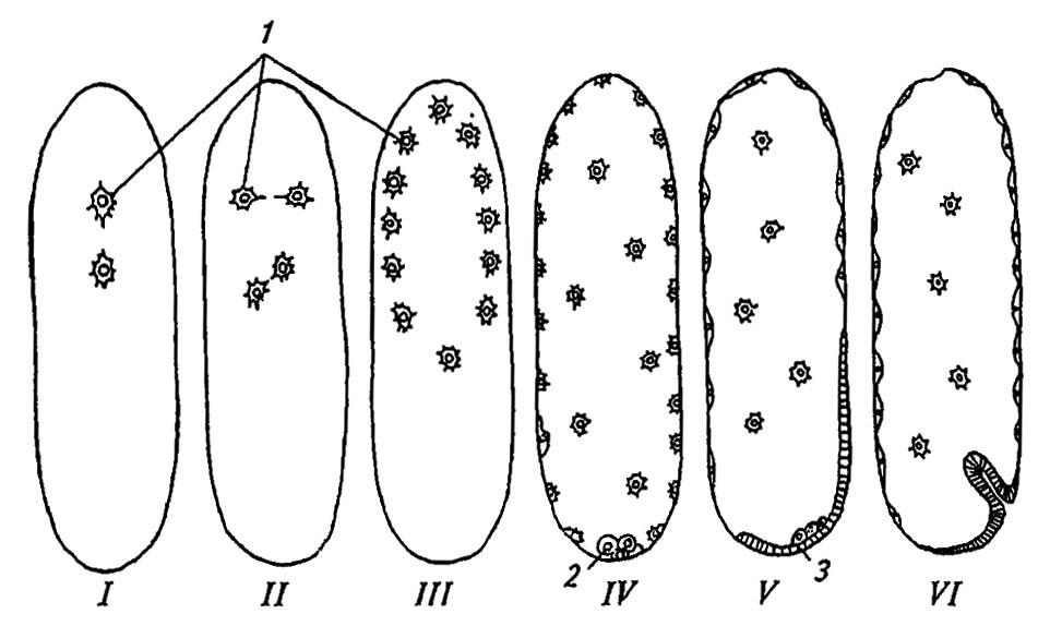 Рисунок 148. Дробление яйца (I–III — стадии дробления) насекомых и формирование перибластулы (IV–VI — последовательность формирования)