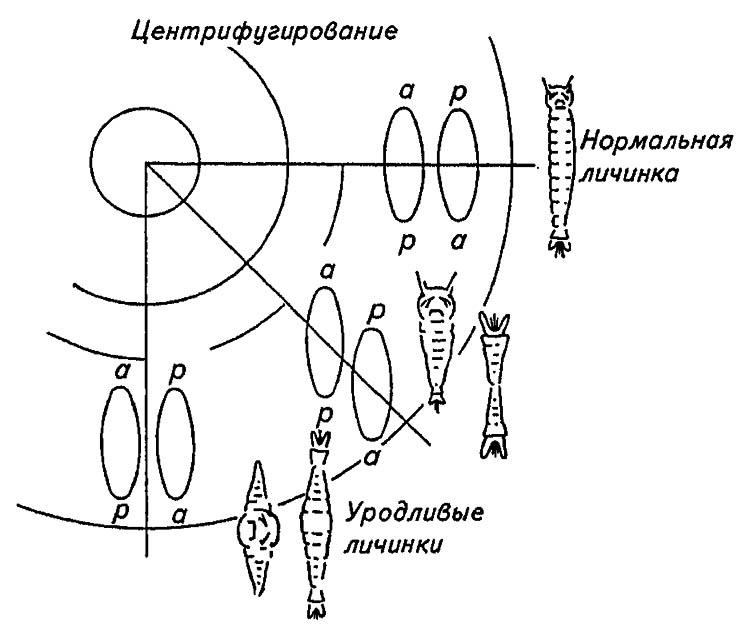 Рисунок 152. Результаты экспериментов по центрифугированию яиц Chironomus