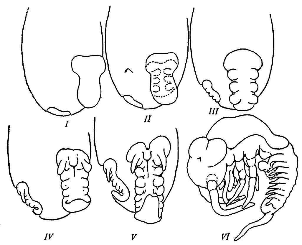 Рисунок 153. Бластокинез щетинохвостки Petrobius: I–VI — последовательность стадий