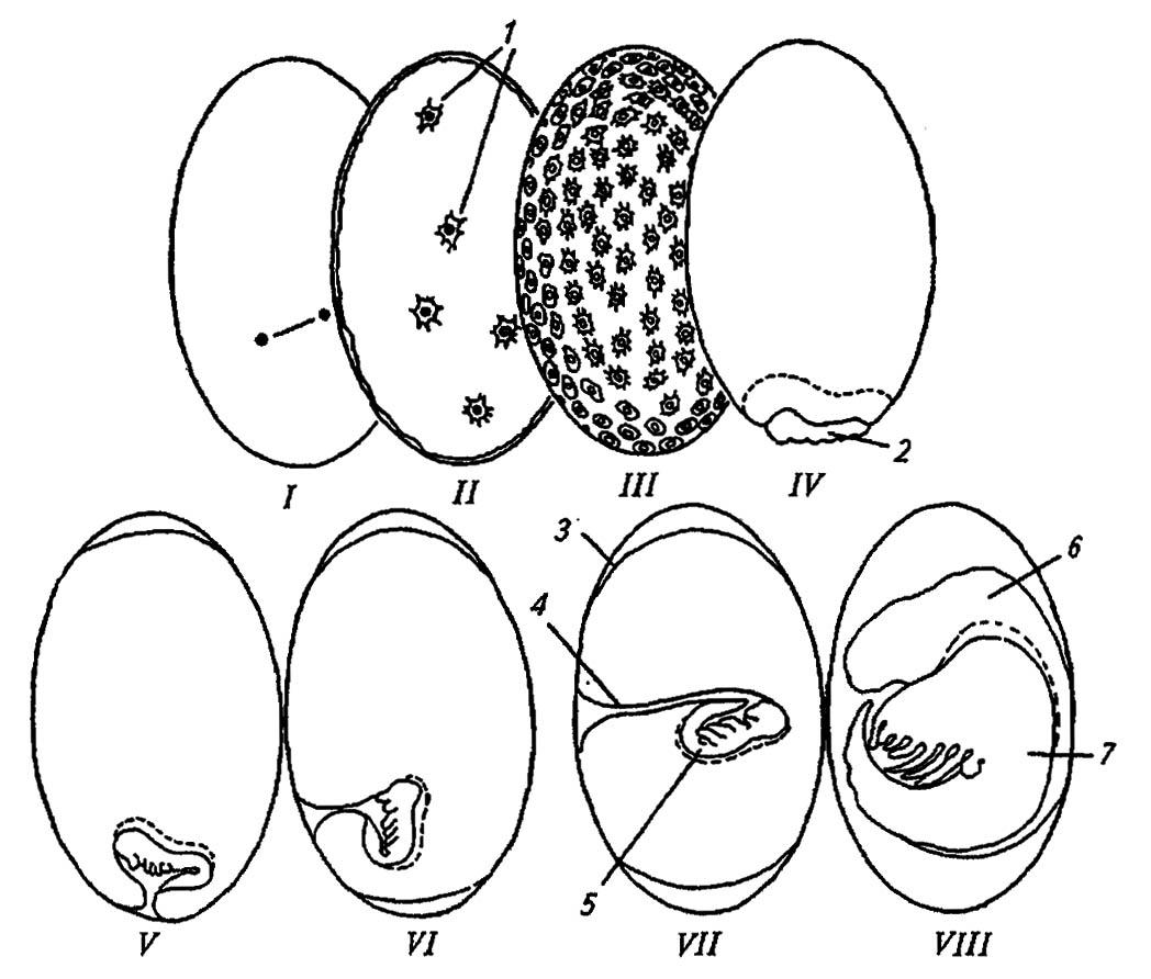 Рисунок 154. Бластокинез (I–VIII последовательность стадий) и формирование зародышевых оболочек у щетинохвостки Lepisma (по Шарову, 1953)
