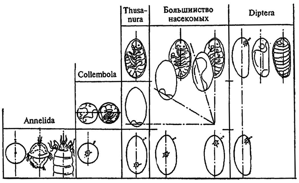 Рисунок 156. Эволюция положения зародыша в координатах яйца