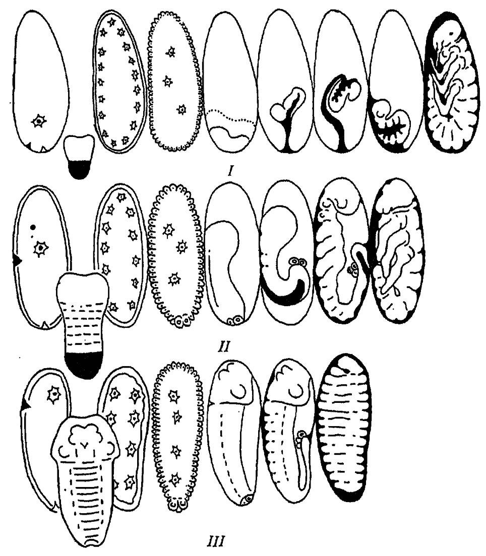 Рисунок 157. Морфогенетические типы зародышей у насекомых