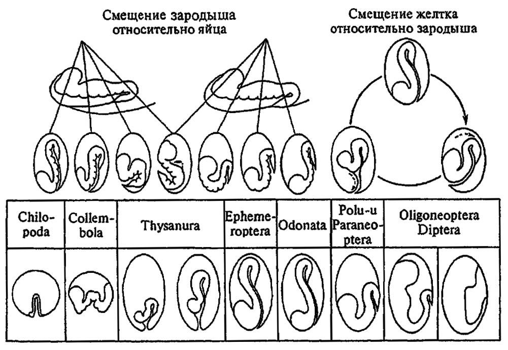 Рисунок 158. Редукция бластокинезов у насекомых