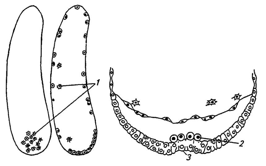 Рисунок 159. Первичная бороздка и выделение зародышевых листков у насекомых