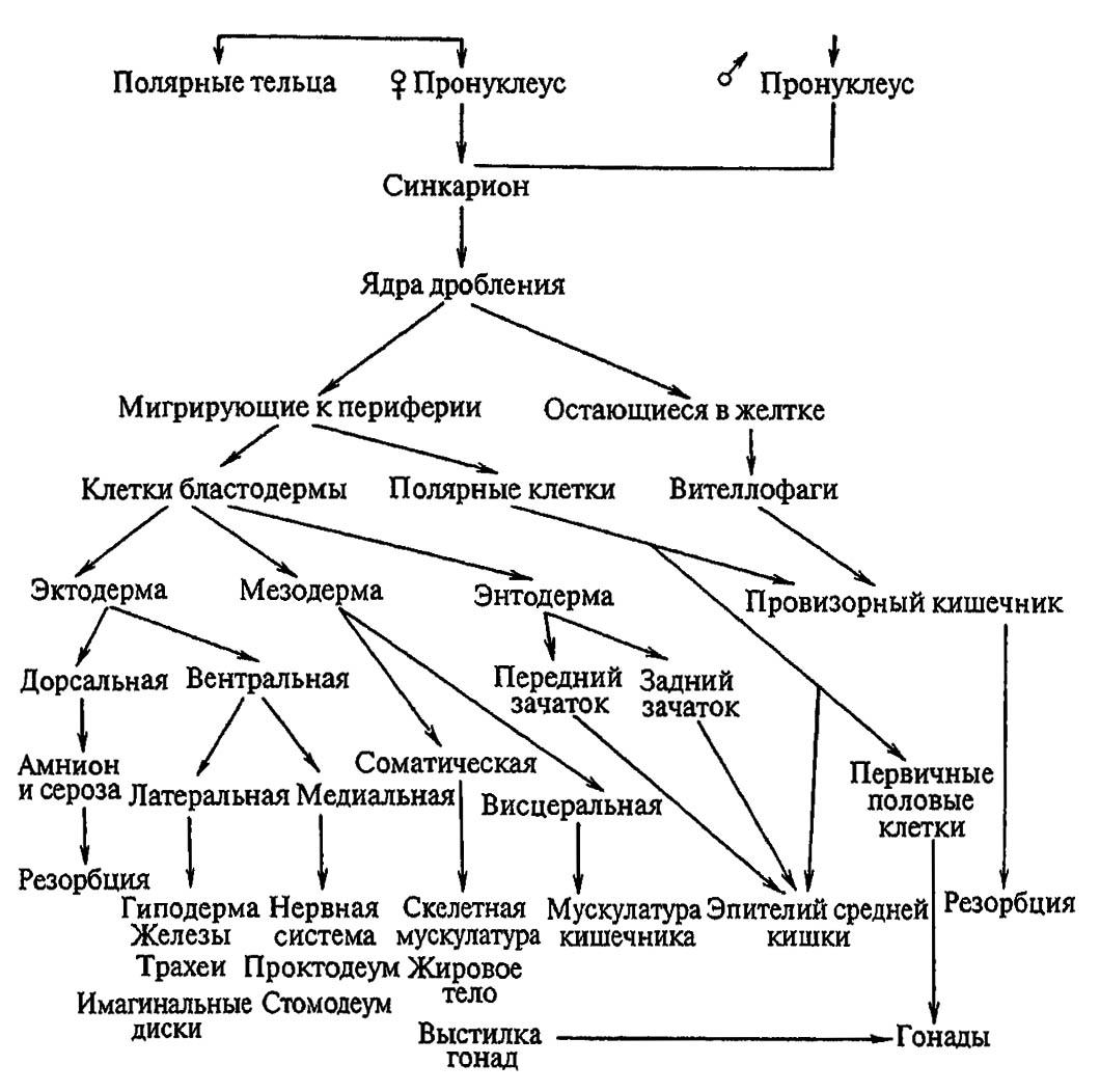 Рисунок 163. Генеалогия отдельных тканей и органов у насекомых