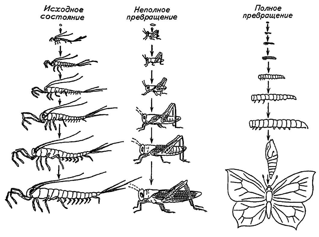 Рисунок 169. Типы постэмбрионального развития насекомых (по Gillot, 1980, с изменениями)