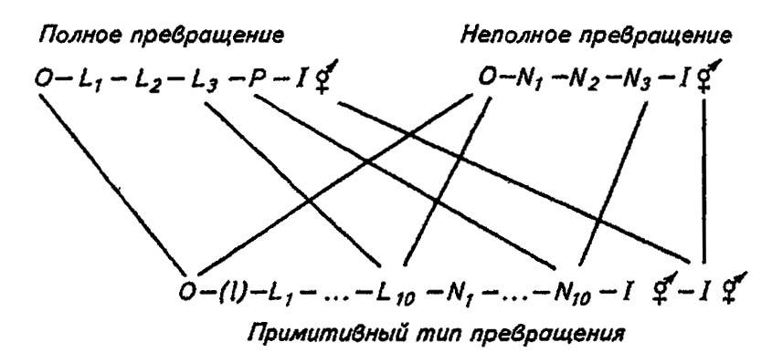 Рисунок 170. Соотношение разных типов постэмбрионального развития насекомых