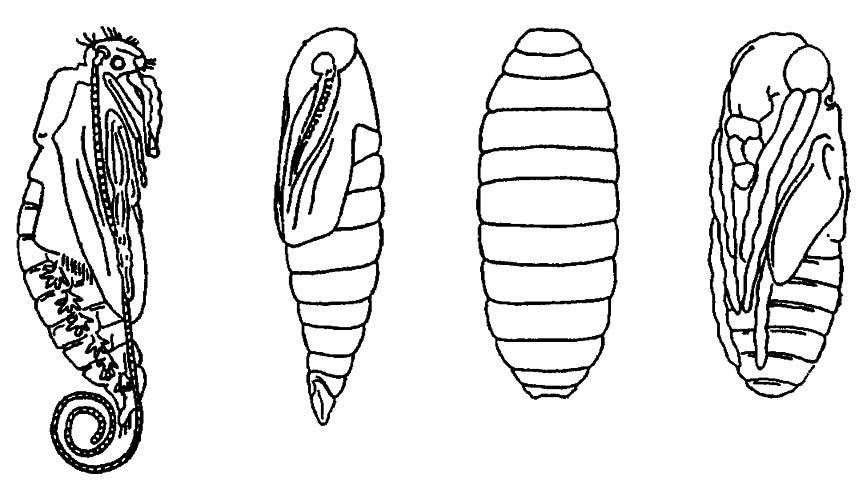 Рисунок 172. Типы куколок насекомых (по разным авторам)