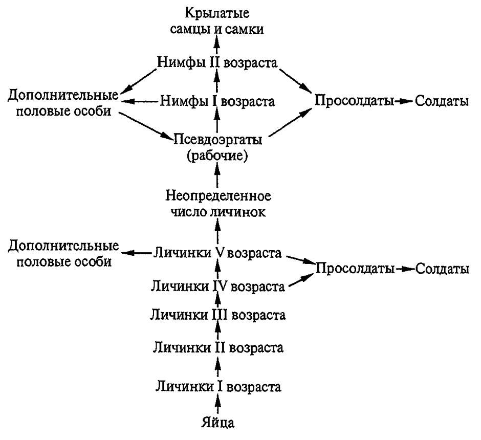 Рисунок 176. Схема дифференциации каст у термитов