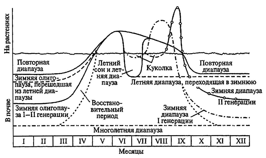 Рисунок 185. Различные типы диапаузы у колорадского жука (по Ушатинской, 1982)