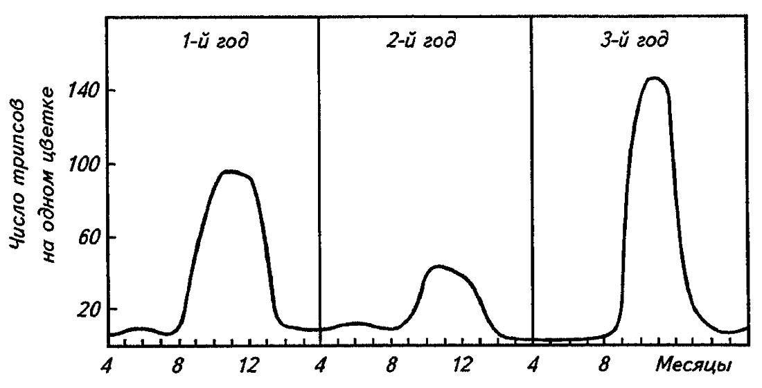 Рисунок 193. Популяционные волны динамики численности трипса (по Дажо, 1975)