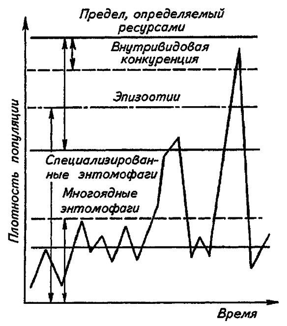 Рисунок 195. Включение разных регулирующих механизмов на разных уровнях численности популяций (по Викторову, 1976)