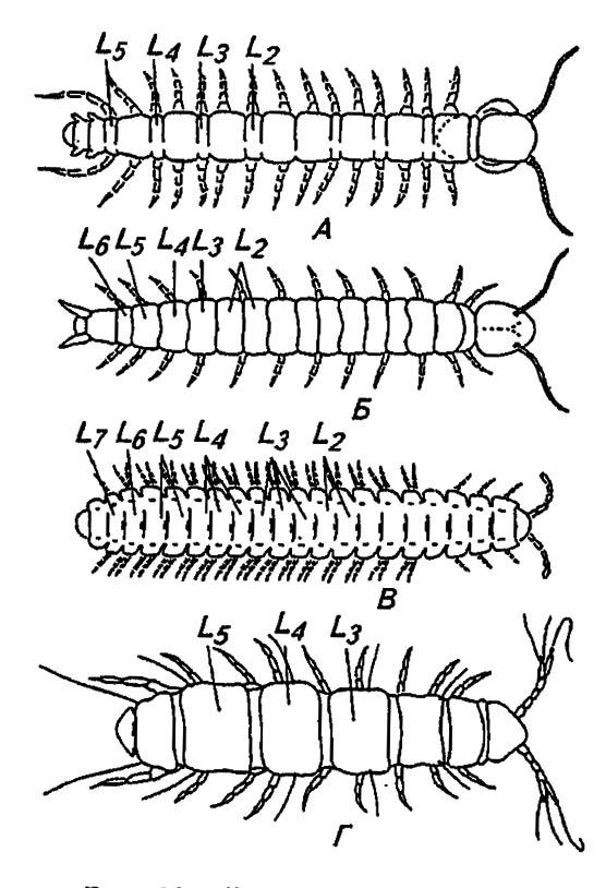 Рисунок 202. Взрослые многоножки