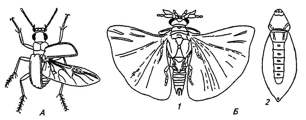 Рисунок 216. Жук (А) и веерокрылые (Б) (по Romoser, 1981)