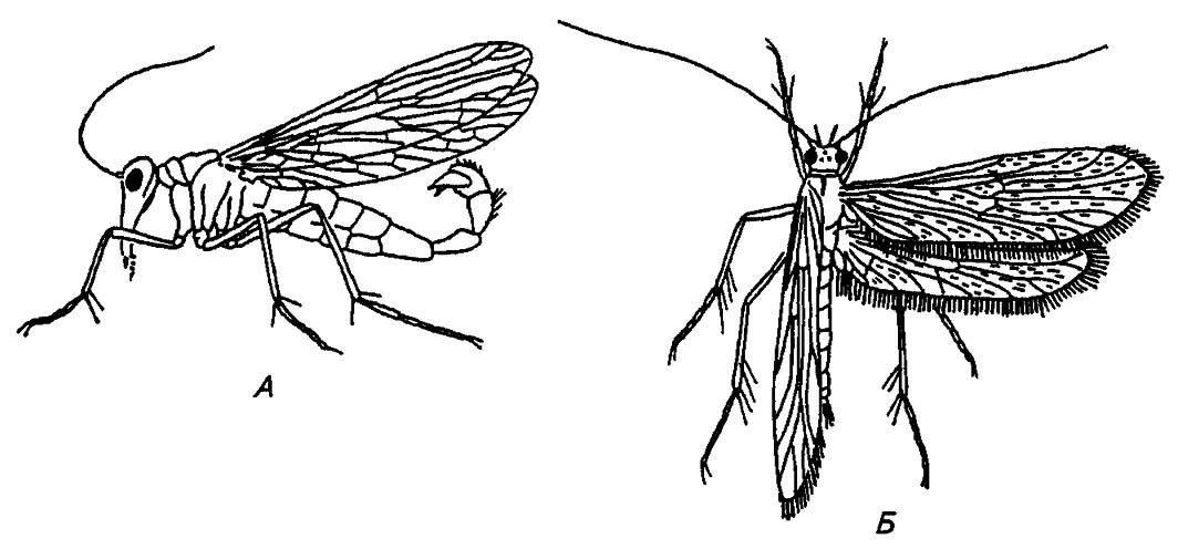 Рисунок 219. Скорпионовая муха (А) (по Бей-Биенко, 1966) и ручейник (Б)