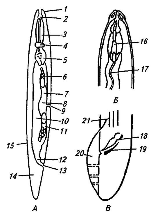 Рисунок 222. Строение нематоды