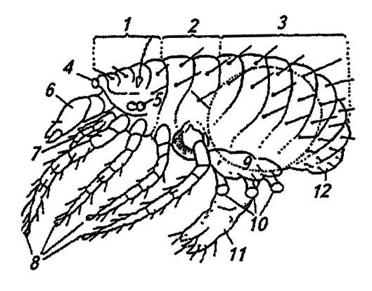 Рисунок 224. Строение примитивного акариформного клеща (вид сбоку)