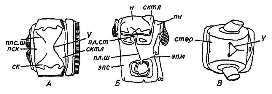 Рисунок 27. Грудной сегмент насекомого в трёх проекциях (по Romoser, 1981)