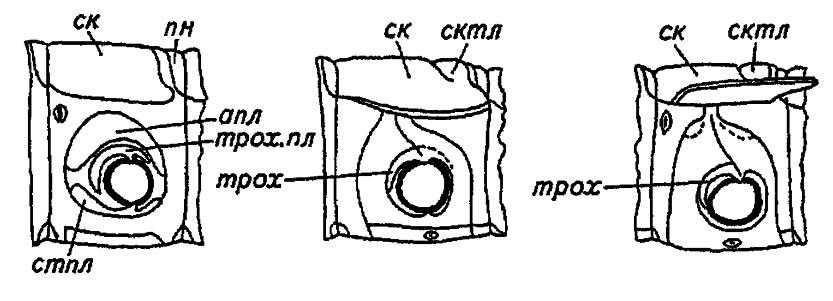 Рисунок 28. Последовательные стадии формирования плейрита насекомых в соответствии с субкоксалыюй теорией происхождения плейрита (по Шванвичу, 1949)