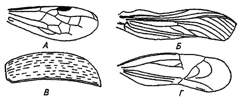 Рисунок 31. Различные типы крыла (по Бей-Биенко, 1966)