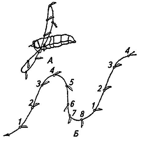 Рисунок 33. Траектория крыла насекомых (по Бей-Биенко, 1966)