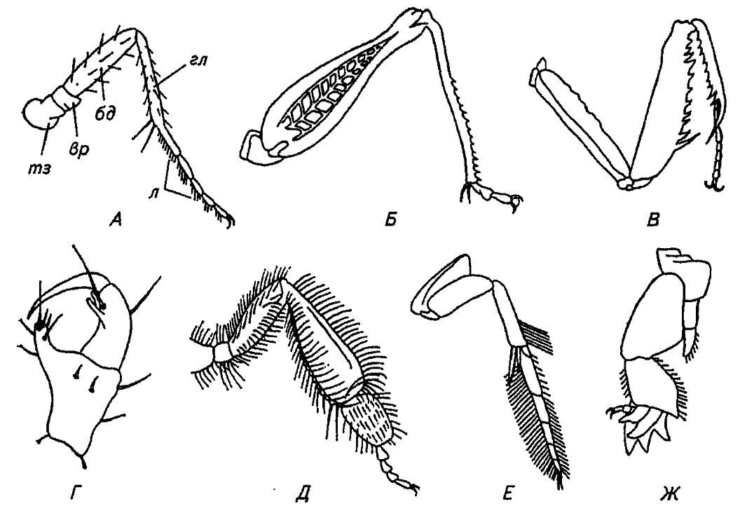 Рисунок 34. Различные типы ног насекомых (по разным авторам)