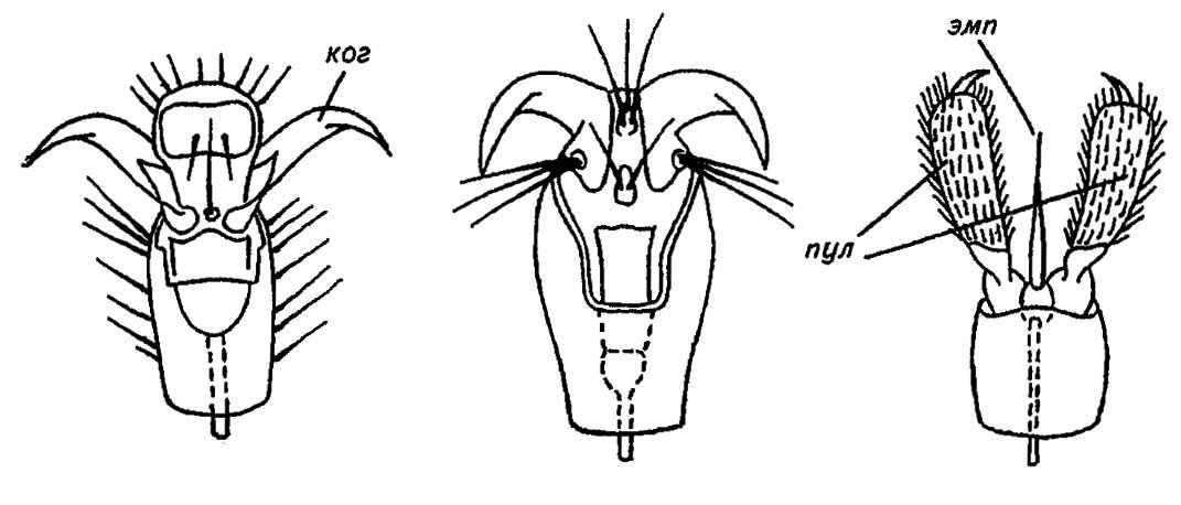 Рисунок 36. Концевой членик лапки (предлапки) у насекомых (по Шванвичу, 1949)