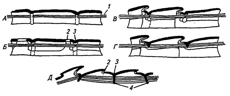Рисунок 4. Схема вторичной сегментации туловища насекомого (по Шванвичу, 1949, с изменениями)