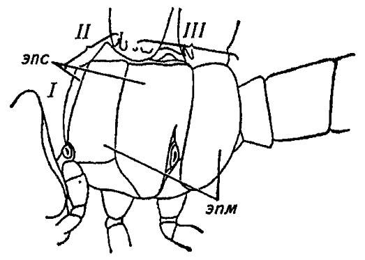 Рисунок 45. Грудной отдел стрекозы (по Шванвичу, 1949)