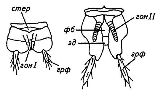 Рисунок 52. Копулятивные придатки самца щетинохвостки (по Шванвичу, 1949)
