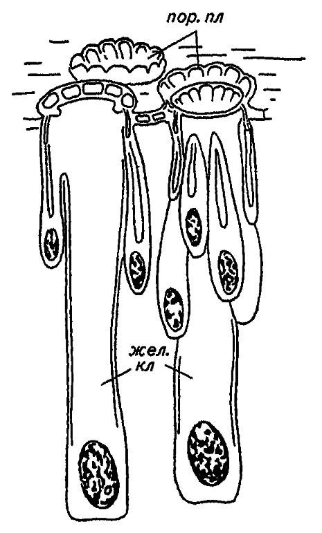 Рисунок 66. Восковые железы червецов (по Шванвичу, 1949, с изменениями)