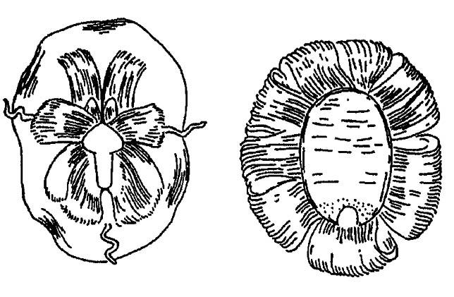 Рисунок 67. Скульптура восковых выделений пупария у белокрылок (по Шванвичу, 1949)