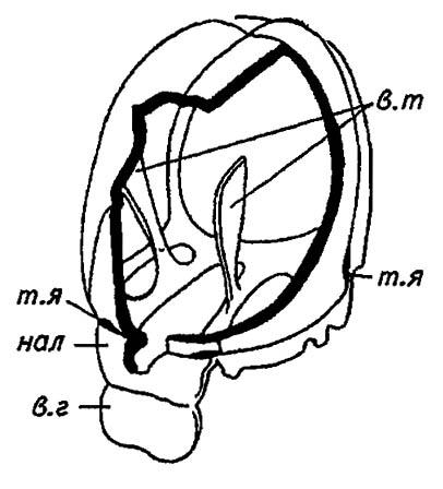 Рисунок 7. Внутренний скелет головы (по Шванвичу, 1949)