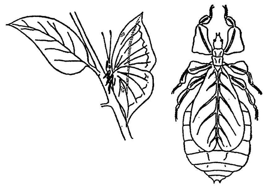 Рисунок 75. Листовидная форма тела бабочки Callima и палочника Phyllium (по Шванвичу, 1949)