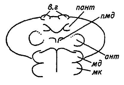 Рисунок 8. Формирующиеся сегменты головы зародыша палочника