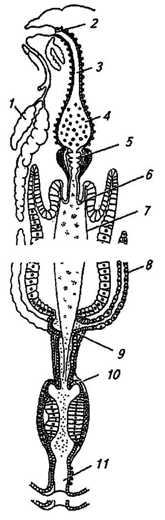 Рисунок 81. Схема кишечного тракта насекомых (по Шванвичу, 1949)