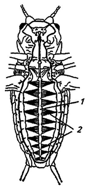 Рисунок 88. Спинной сосуд насекомых (по Gillot, 1980)