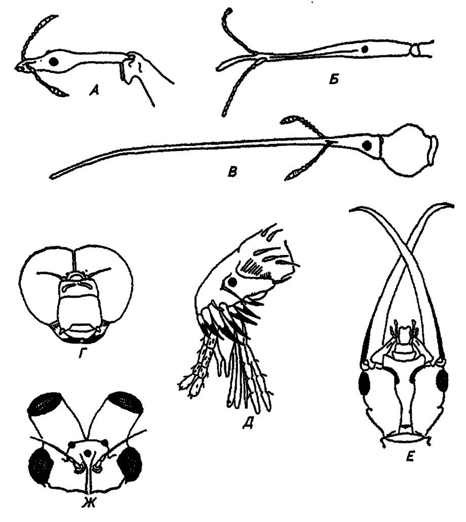 Рисунок 9. Отдельные примеры видоизменения головы у насекомых